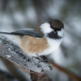 Jeris week 45 12-4948